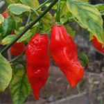 Grow Carolina Reaper at Home